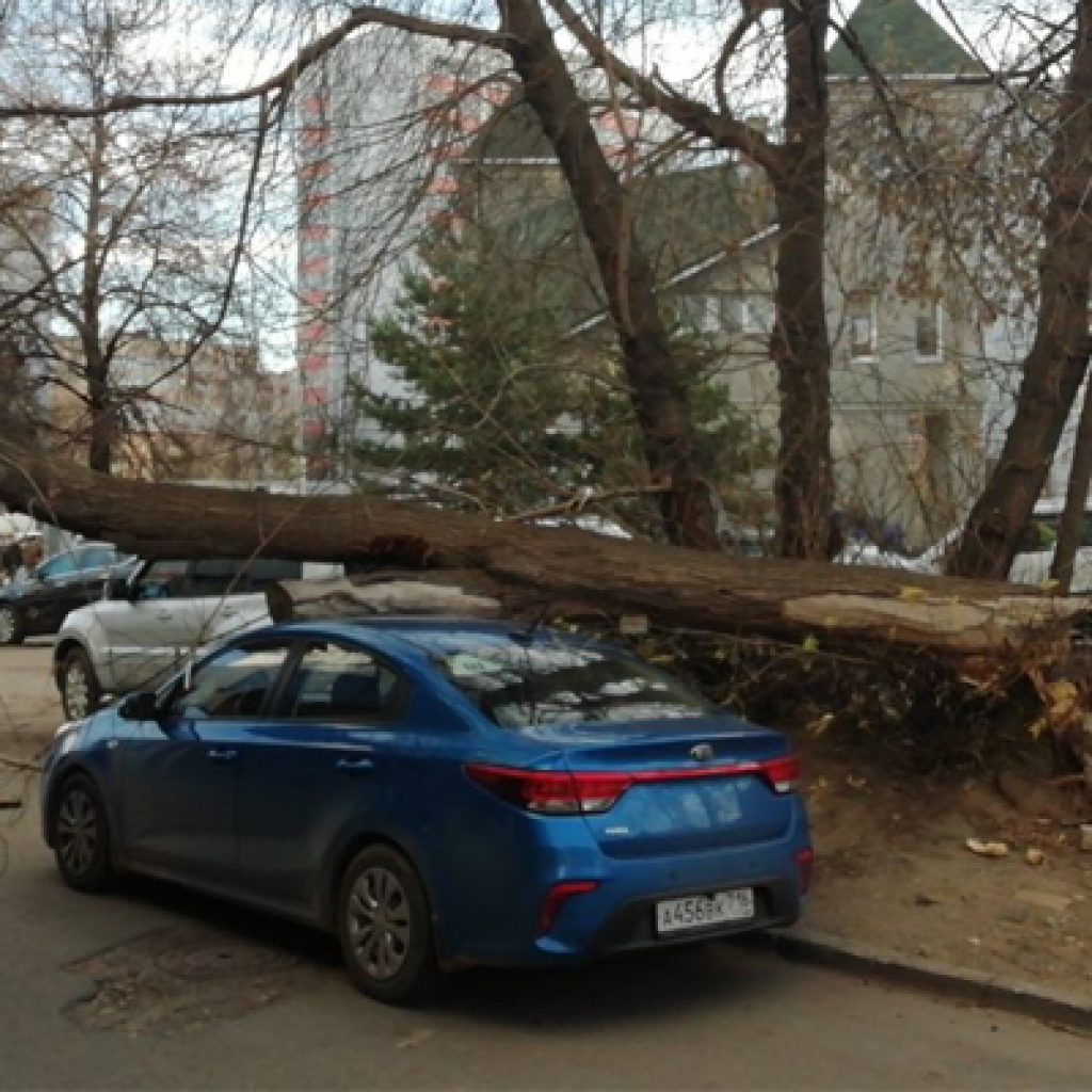 Синяя Веста упало дерево